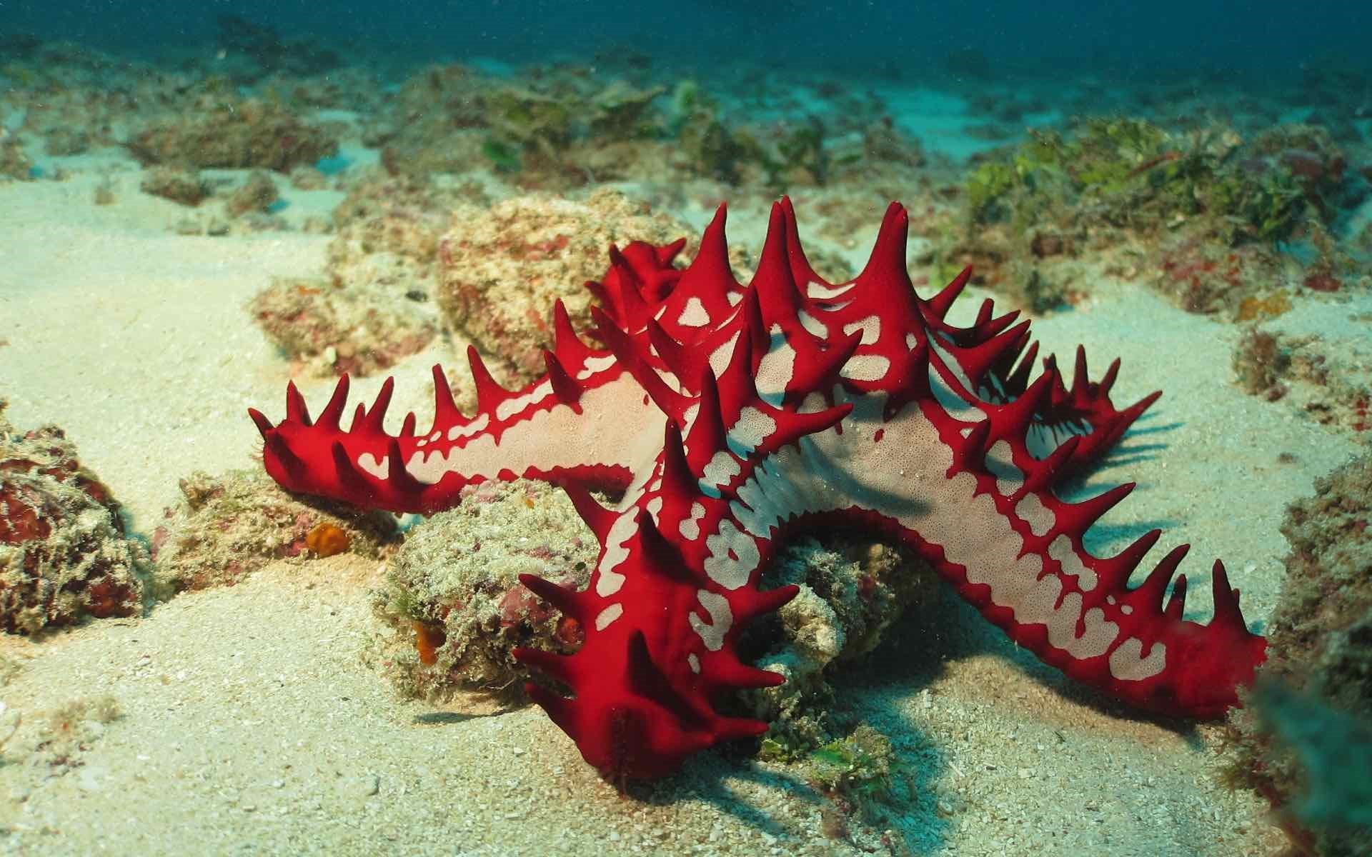 Kenya starfish