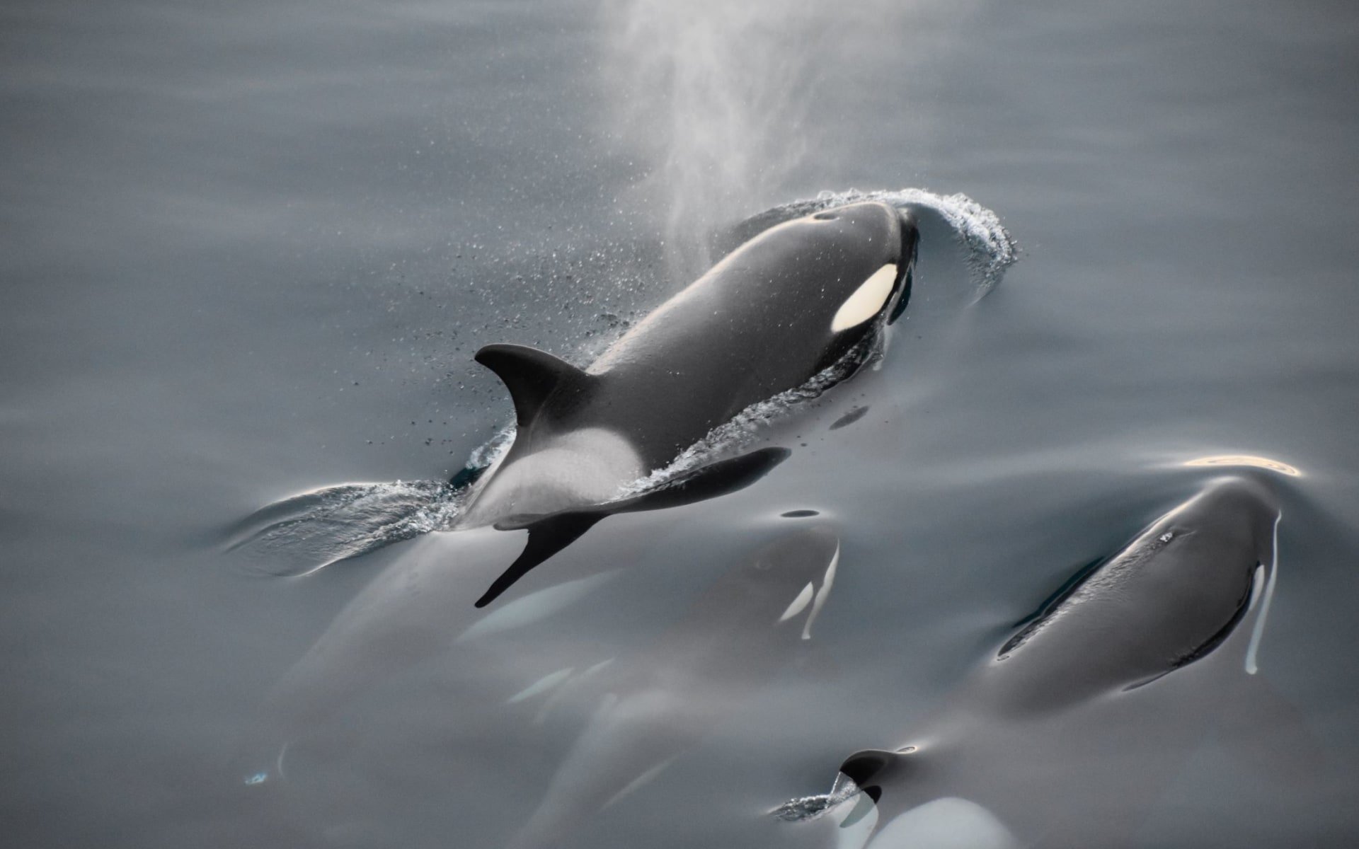 antarctica_orca_whales_thbmzv