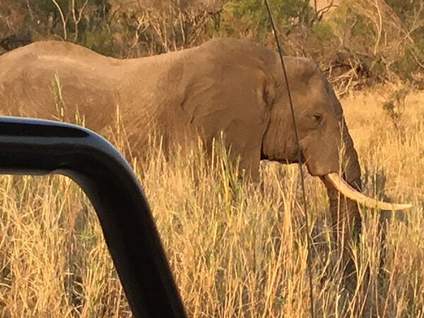 elephants_kruger_south_africa_safari12