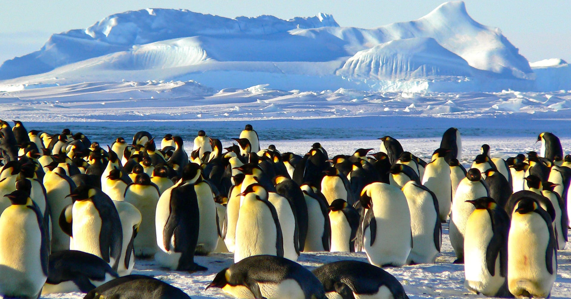 Penguins antarctica