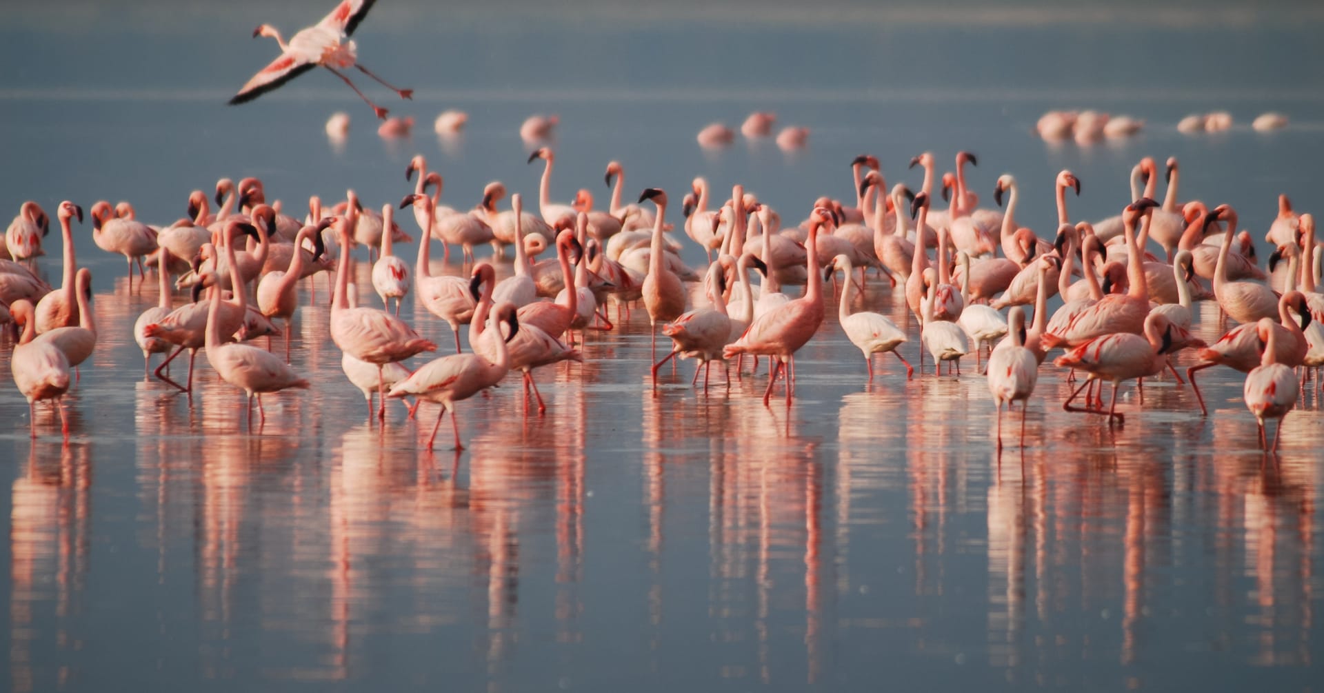 Flamingoes on a luxury African safari