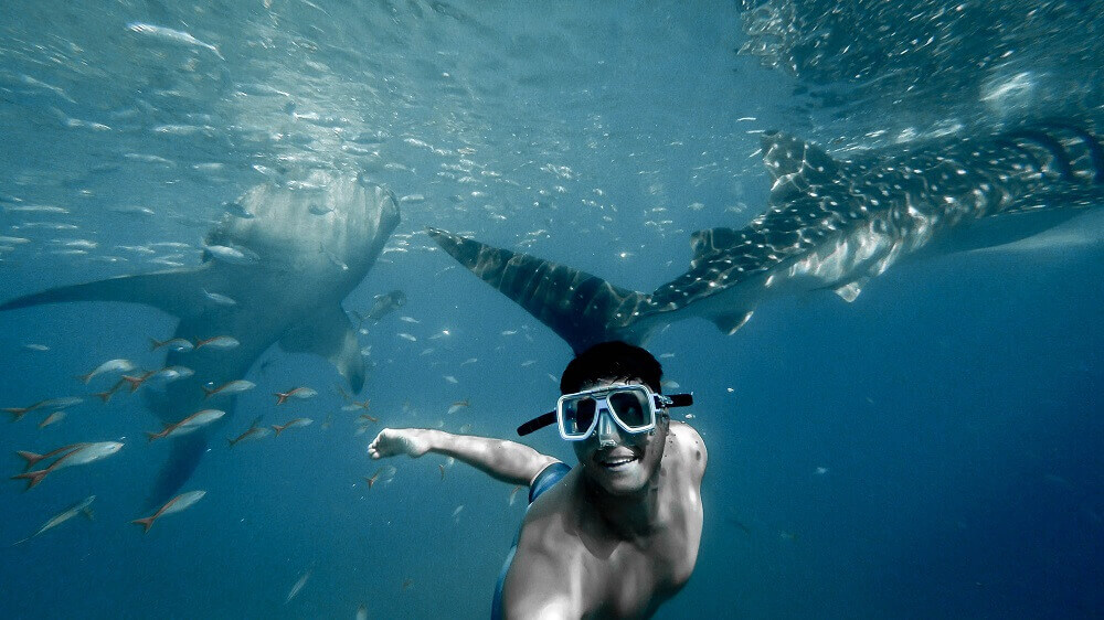 swimming_snorkelling_with_whale_sharks
